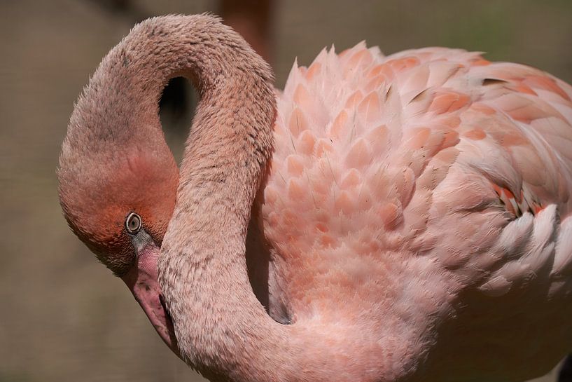 Pink ... van Eric Fotografie