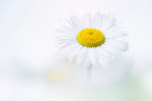 Unschuld und Integrität