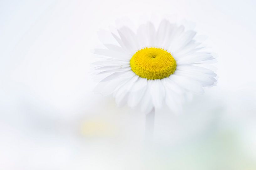 Innocence and integrity by Bob Daalder