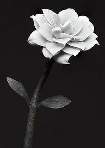 Fleur blanche, Anders Kustas sur 1x