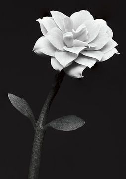 Weiße Blume, Anders Kustas von 1x