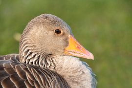 Goosehead by Ulrike Leone