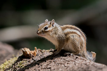 Sibirisches Erdhörnchen in der Sonne