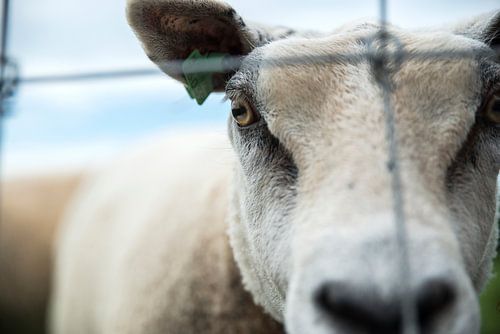 intens von Mariska Hofman