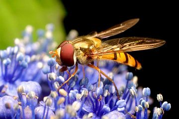 Naschen oder Nektar von Marlies Prieckaerts