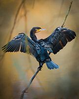 Kormoran trocknet sein Gefieder