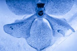 Weiße Orchidee, blau getönt, in Eis 3 von Marc Heiligenstein