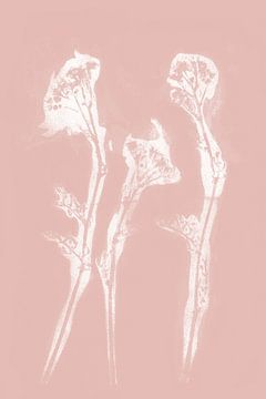 Witte bloemen in retrostijl. Moderne botanische kunst in pastelroze en wit. van Dina Dankers