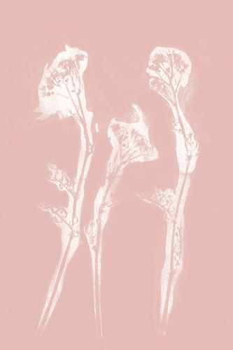 Witte bloemen in retrostijl. Moderne botanische kunst in pastelroze en wit.