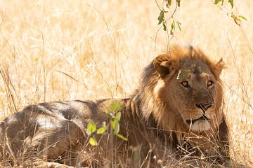 Le lion mâle sur GoWildGoNaturepictures