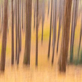 Sehr lange kahle Bäume im Wald von Dana Schoenmaker