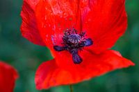 Rote Farbe der Liebe