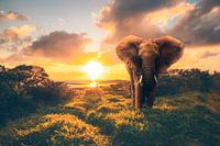 Olifant in zonsondergang, zonsopgang