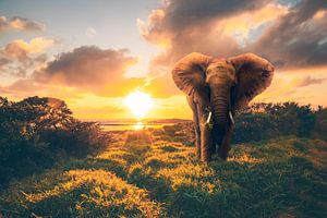 Elefant im sonnenuntergang, Sonnenaufgang