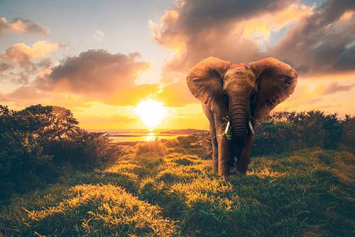 Olifant in zonsondergang, zonsopgang