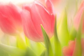 Tulips by Janny Kleijn