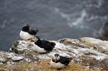 Papegaaiduikers op het eiland Skellig Michael in Ierland