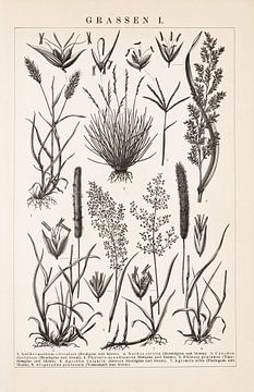 Vintage botanische prent Grassen I van Studio Wunderkammer