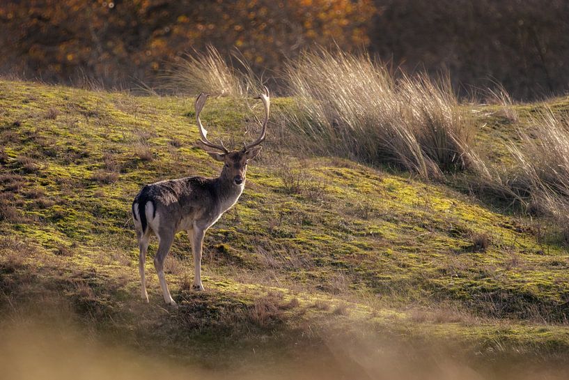De Wachter van de Duinen van Sebastian Stef