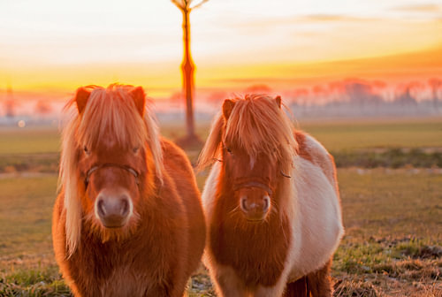 2 Pony-'s im goldenen Licht