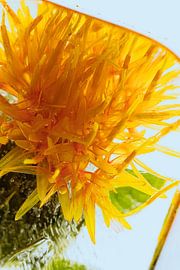 Safflower in ice 2 by Marc Heiligenstein