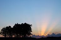 Zonsondergang met bomen van Adriano Oliveira thumbnail