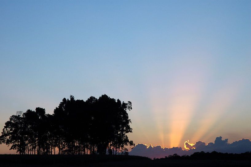 Zonsondergang met bomen van Adriano Oliveira