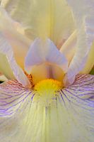 Lush Splendour of the Iris