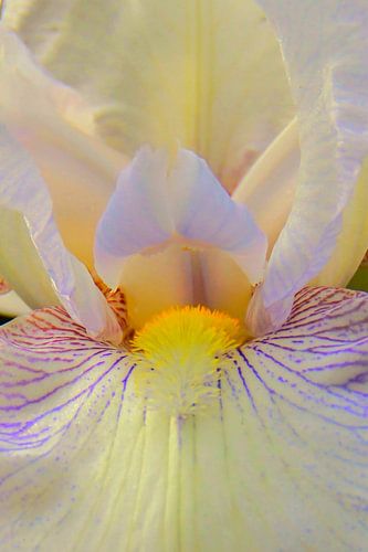 Weelderige Pracht van de Iris