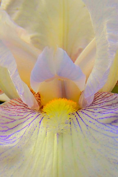 Die üppige Pracht der Iris von Foto Moments by M. J. Leenders