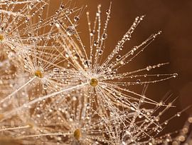 Des gouttes qui brillent à la lumière (avec des couleurs chaudes) sur Marjolijn van den Berg