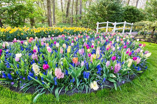 Flower field with flower bulbs and bridge in Keukenhof