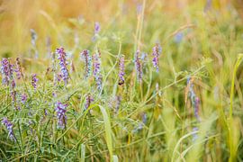 Weich und warm von Lucie Jakobsen