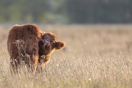 Veau écossais Highlander sur Karin van Rooijen Fotografie