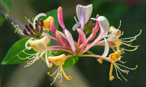 Kamperfoelie - Lonicera Periclymenum