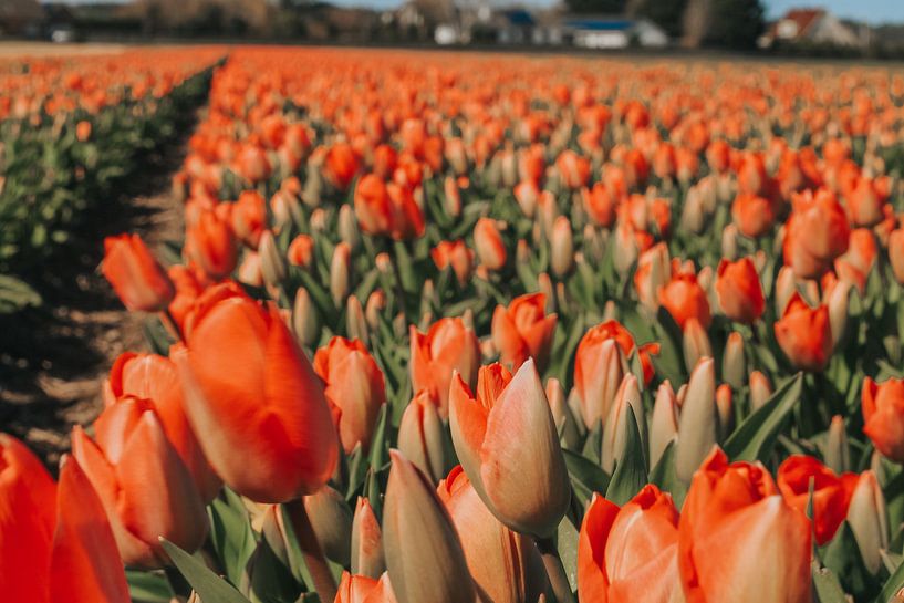 Tulips in the polder by Maria elican