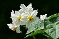 Fleurs de pomme de terre / Fleurs de pomme de terre