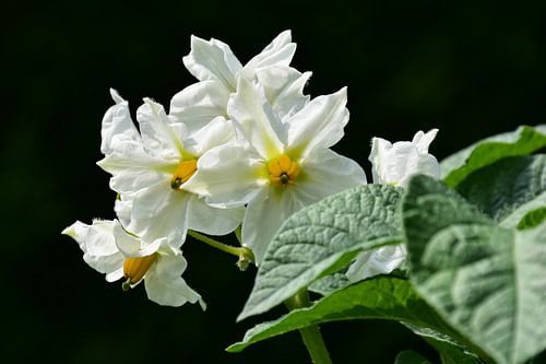 Aardappel bloesem / Potato blossom