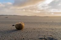 Ameland, Seeigel, der an Land am Strand in der Sonne gewaschen wurde.