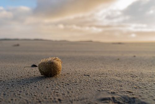 Ameland, Seeigel, der an Land am Strand in der Sonne gewaschen wurde.