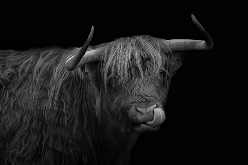 schotse hooglander