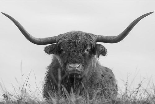 Schottischer Highlander mit großen Hörnern