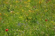 Summery Dutch flower field by Aart Prikker thumbnail