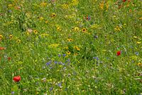 Summery Dutch flower field