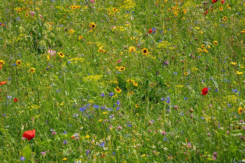 Summery Dutch flower field by Aart Prikker