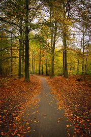 Genieße die Herbstfarben von Alexander van der Molen