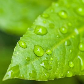Raindrops on leaf von David Dirkx