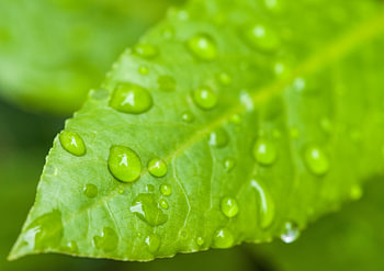 Gouttes d'eau sur une feuille