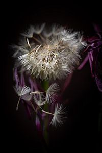Vallende Gerbera pluisjes