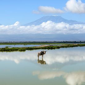 Wildebeest with Kilimanjaro in background by Richard Guijt Photography
